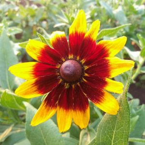 La Rudbeckia bicolor es una herbácea perenne, nativa del este de EE. UU., alcanzando 1,6 m de altura, con hojas algo glaucas, flor compuesta.