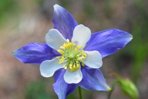 Columbine Existen cientos de flores con 5 pétalos.