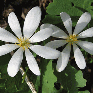 La sanguinaria (Sanguinaria canadensis) es una planta con flores perenne, herbácea natural del este de Norteamérica de Nueva Escocia , Canadá a la Florida , Estados Unidos.