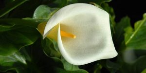 Zantedeschia aethiopica, conocida comúnmente como alcatraz, cala, cala de Etiopía, aro de Etiopía, lirio de agua, cartucho, flor de pato o flor del jarro