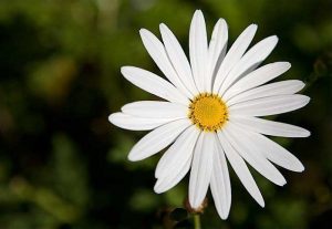 Bellis perennis, comúnmente llamada chiribita, margarita común, pascueta o vellorita es una planta herbácea muy utilizada a efectos decorativos mezclada con el césped, por su resistencia a la siega.