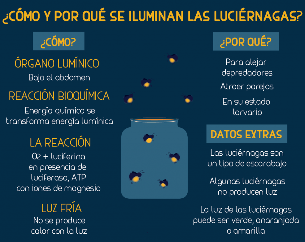 ¿CÓMO Y POR QUÉ SE ILUMINAN LAS LUCIÉRNAGAS?