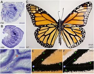 Cambio de coloración en mariposa, imagen por Kavli prize