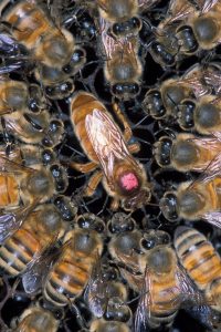 Abeja reina con obreras de wikimedia