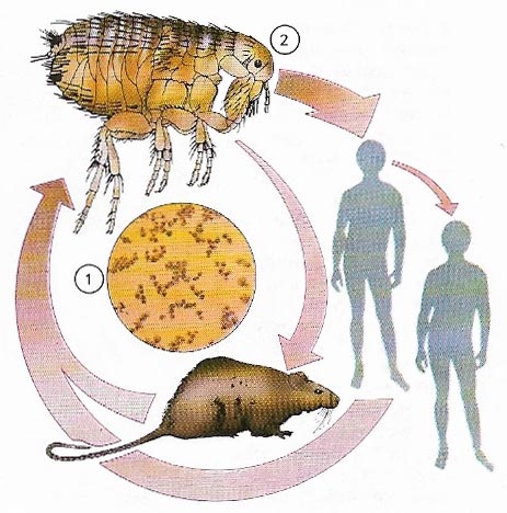 Transmisión de la Peste