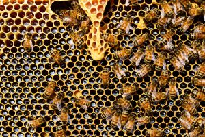 Panal de abejas por Pixabay