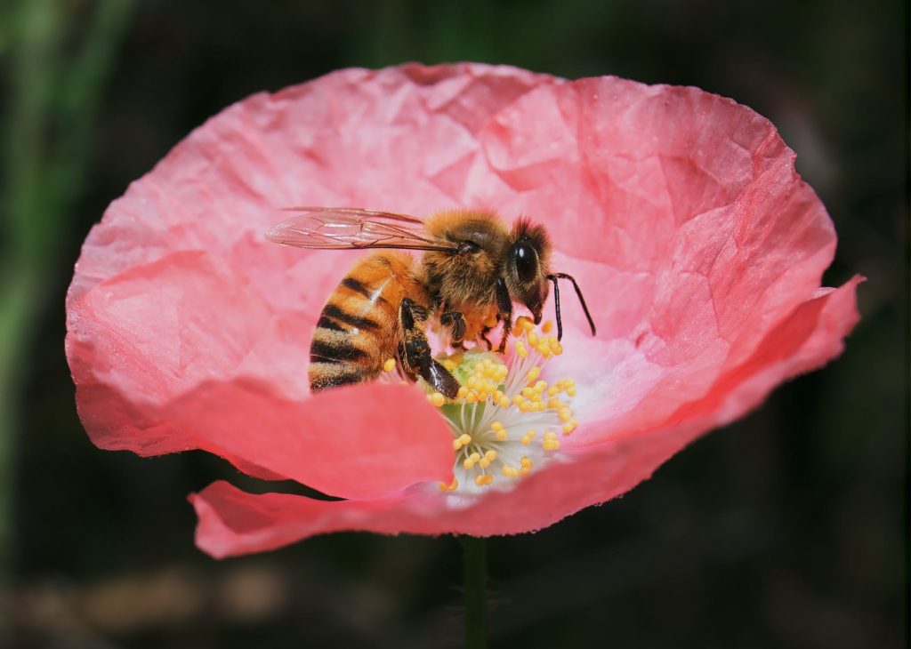 Abejas en Flor por Casia Charlie