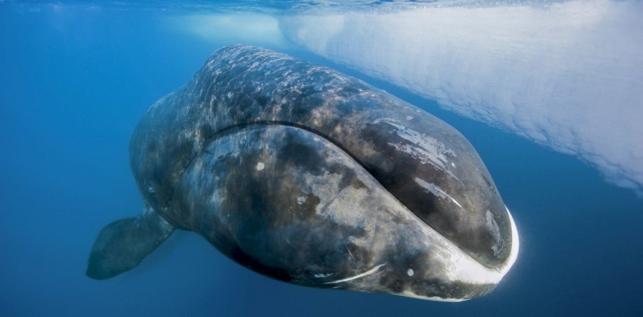 Descubre los 10 animales más longevos de la Tierra. ¡Te sorprenderás!