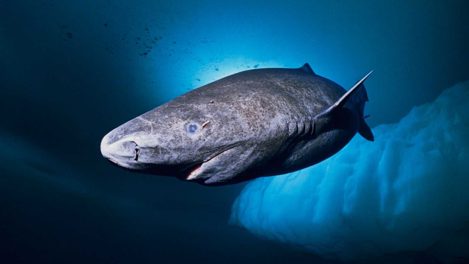 Descubre los 10 animales más longevos de la Tierra. ¡Te sorprenderás!