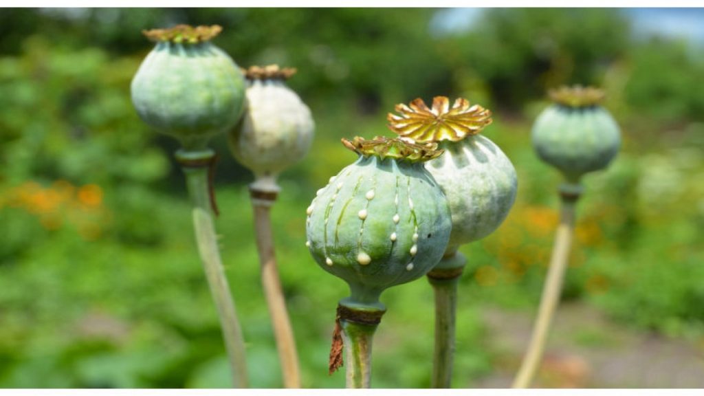 Papaver somniferum, planta de donde salen medicamentos derivados de venenos como morfina y codeÃna.