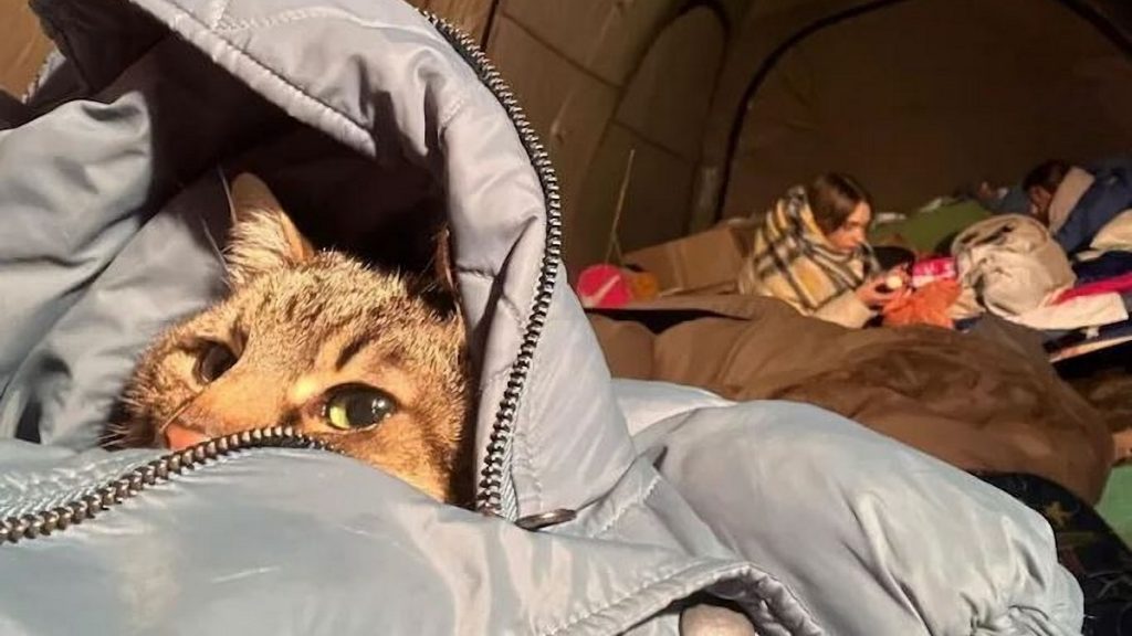 Stepan el gato más famoso de Ucrania, logró salir sano y salvo.