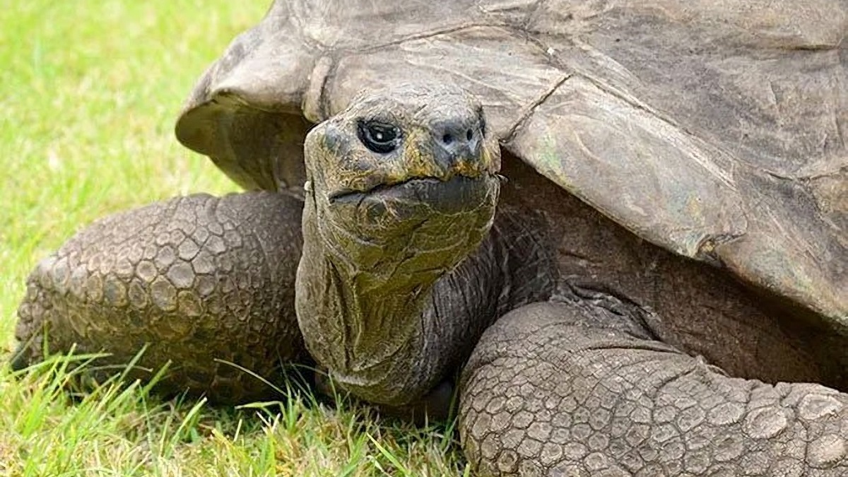 Jonathan la tortuga más vieja del mundo con 190 años