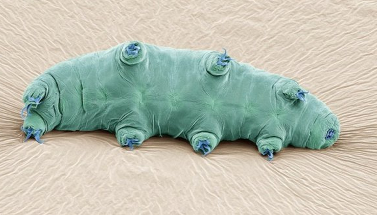 tardigrados