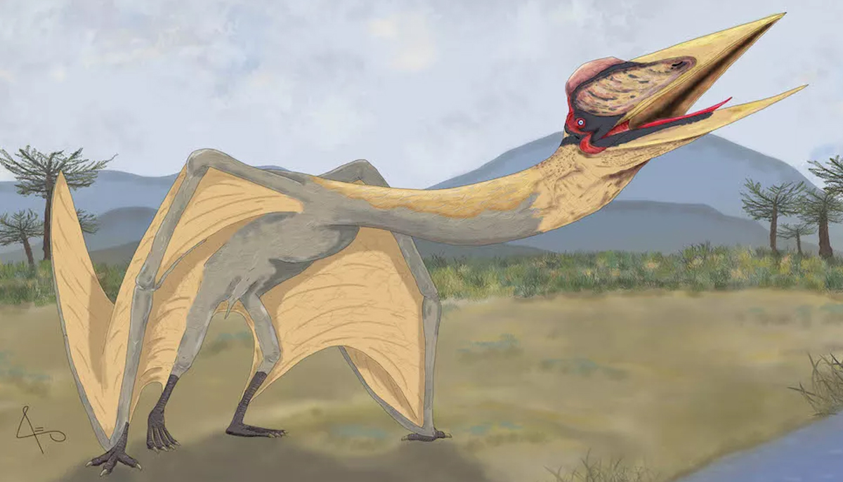 dragón