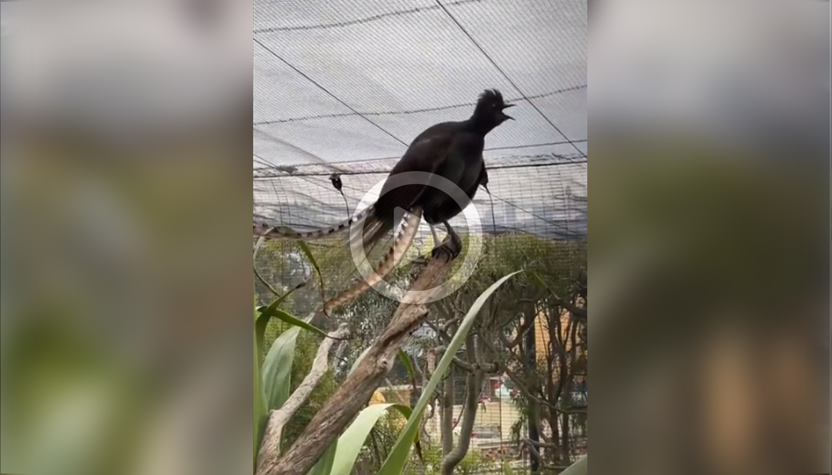 pájaro lira