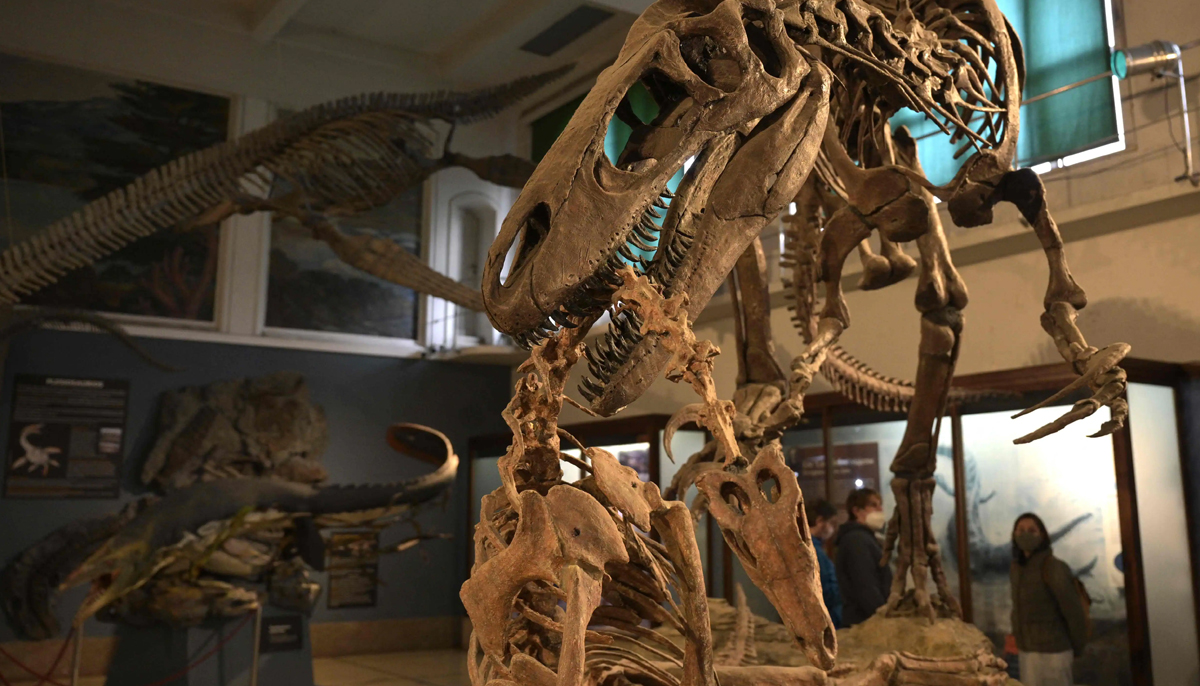 megaraptor