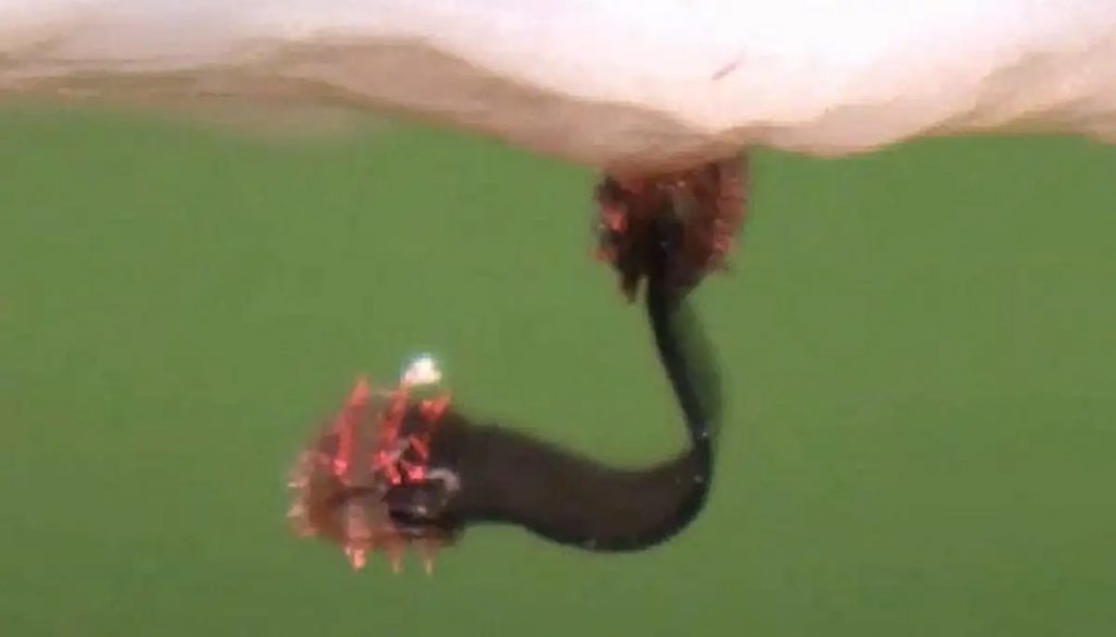 robot intestino