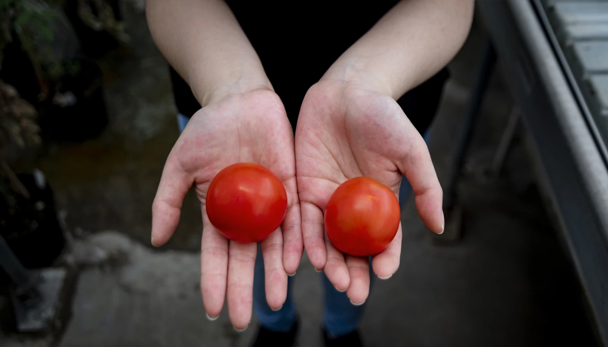 tomate