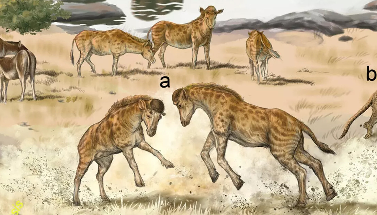 jirafas cuellos