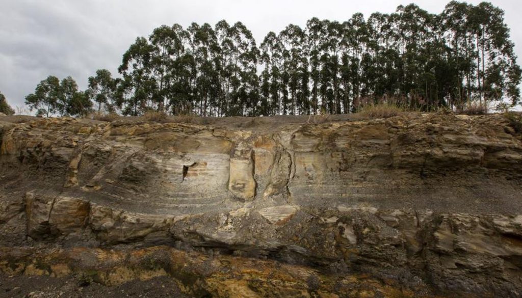 bosque fosilizado