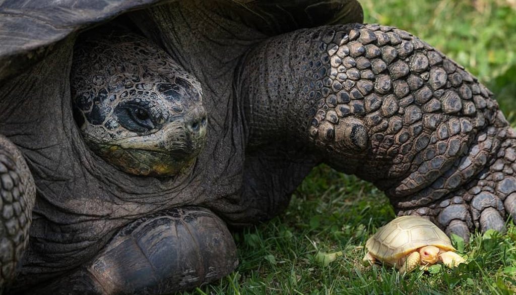 tortuga