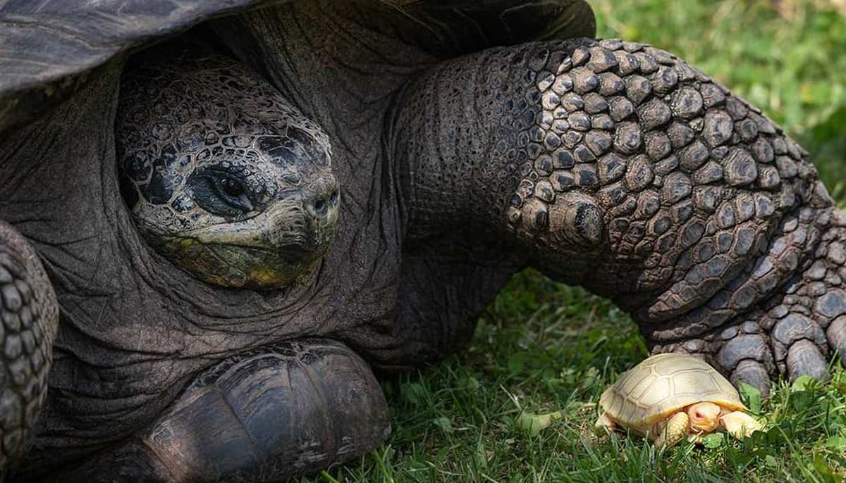 tortuga