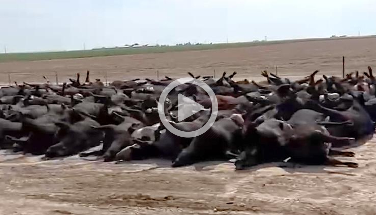 vacas muertas