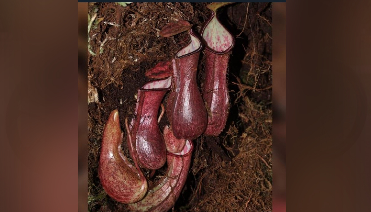 planta carnívora