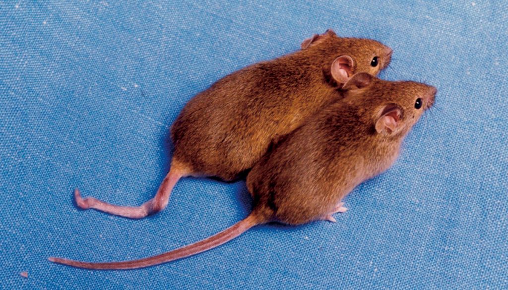 ratones
