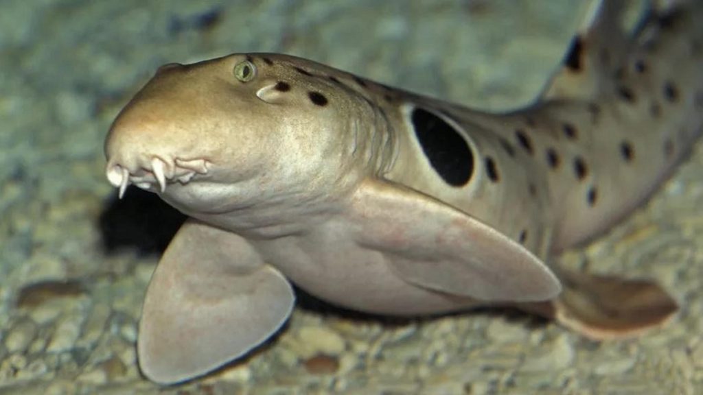 Tiburones caminando sobre la tierra, las inusuales aletas delanteras de los tiburones charretera (Hemiscyllium ocellatum) les ayudan a hacer algo que ninguna otra especie de tiburón puede hacer.