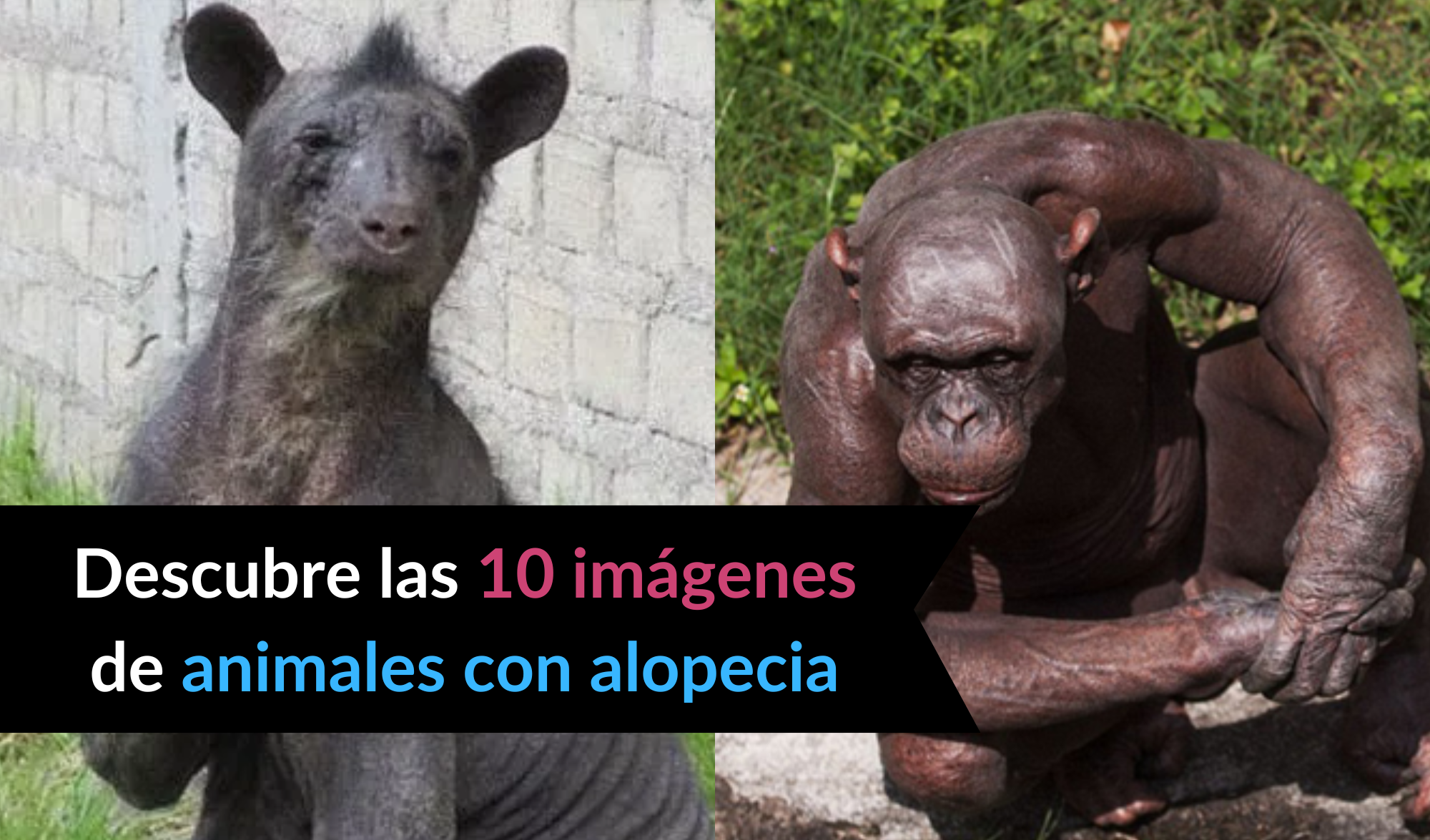 Animales con alopecia