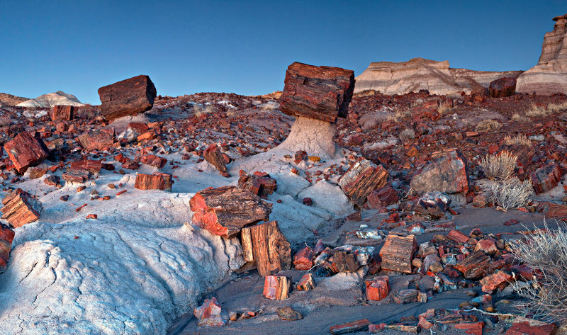 bosque Petrificado en Arizona