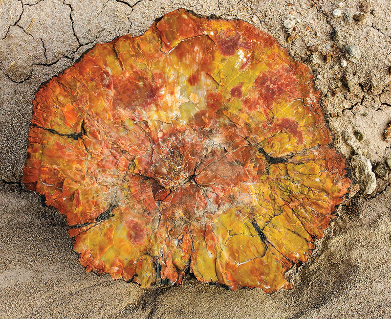 bosque Petrificado en Arizona