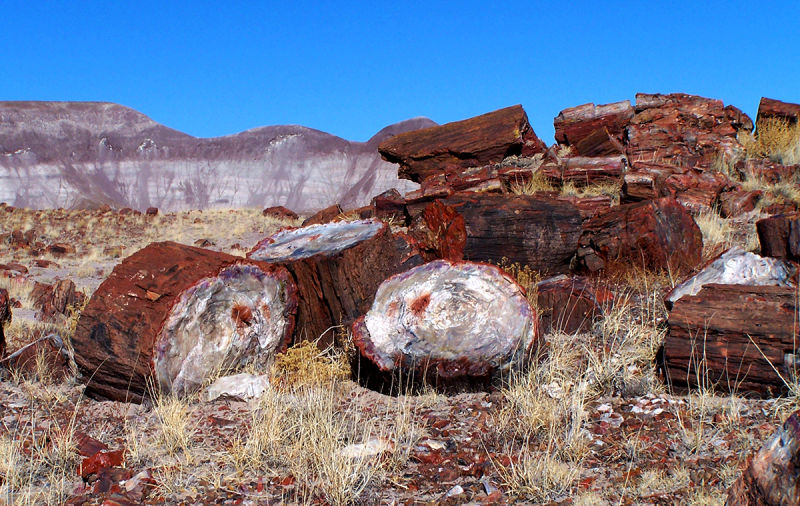 bosque Petrificado en Arizona