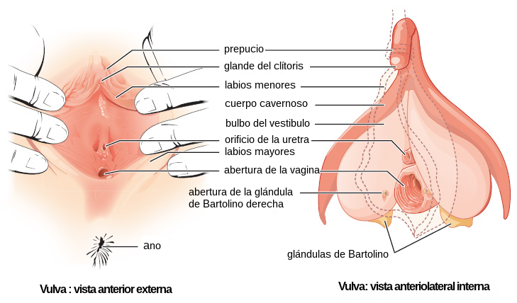 Genitales femeninos
