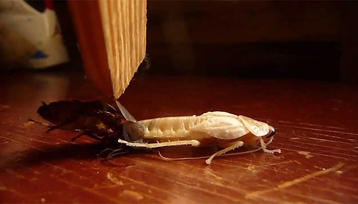 Cucarachas Blancas: ¿Por qué nos topamos con estos insectos?