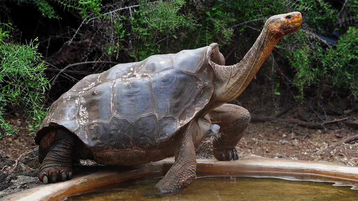 La tortuga semental que fecundó más de 800 crías y salvó a su especie de la extinción