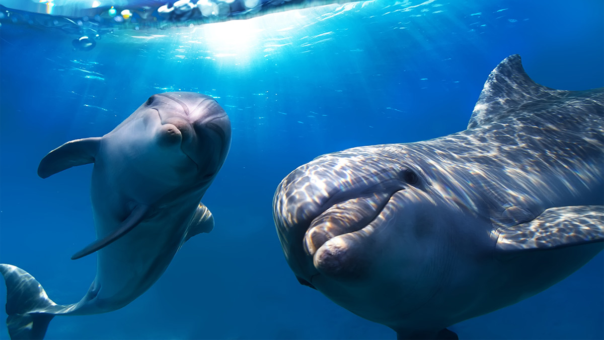 Lenguaje de los delfines al descubierto: IA trabaja para decodificarlo