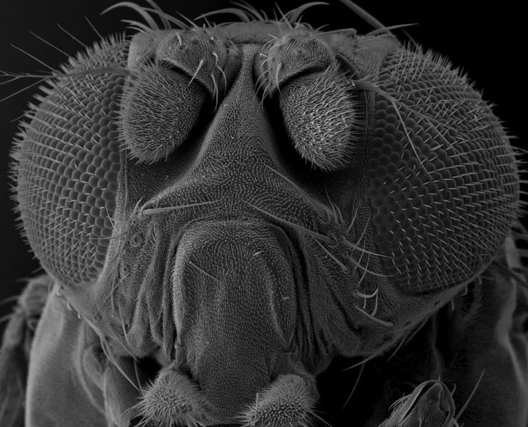 Crean al primer animal para tener crías sin aparearse