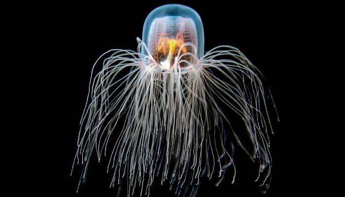 Animales sorprendentes: tan increíbles que no creerás que existen