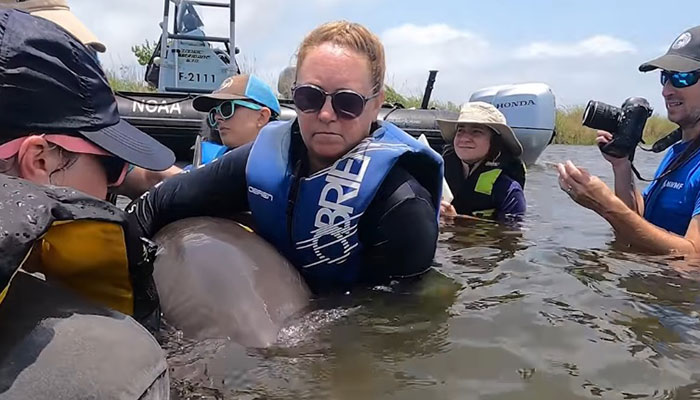 Delfines atrapados durante dos años en un estanque, serán liberados