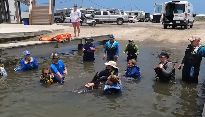 Delfines atrapados durante dos años en un estanque, serán liberados