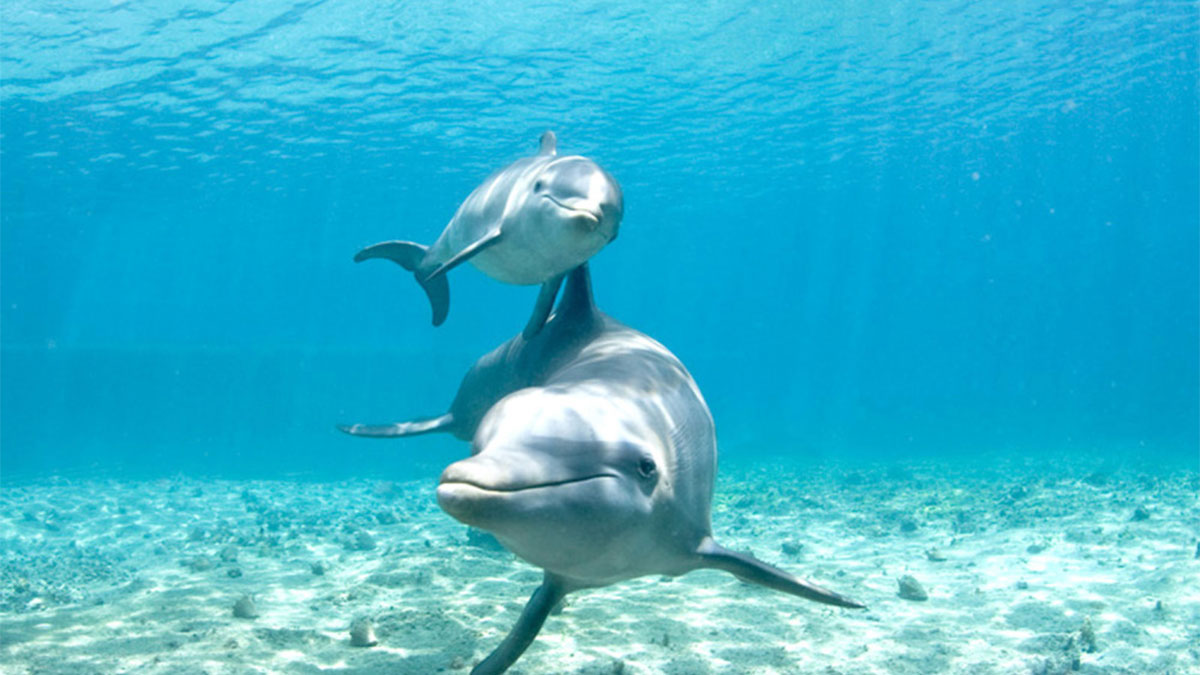 Delfines atrapados durante dos años en un estanque, serán liberados