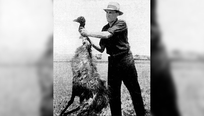 Guerra del Emú: cuando Australia perdió contra las aves