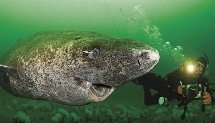 Tiburón de Groenlandia es convierte en el vertebrado más antiguo del mundo