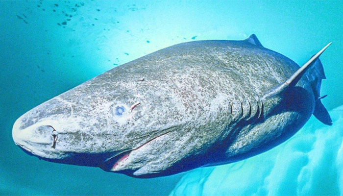 Tiburón de Groenlandia es convierte en el vertebrado más antiguo del mundo