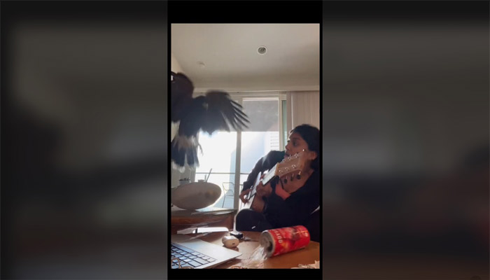 VIDEO: Perro se abalanza contra un halcón para proteger a su dueña