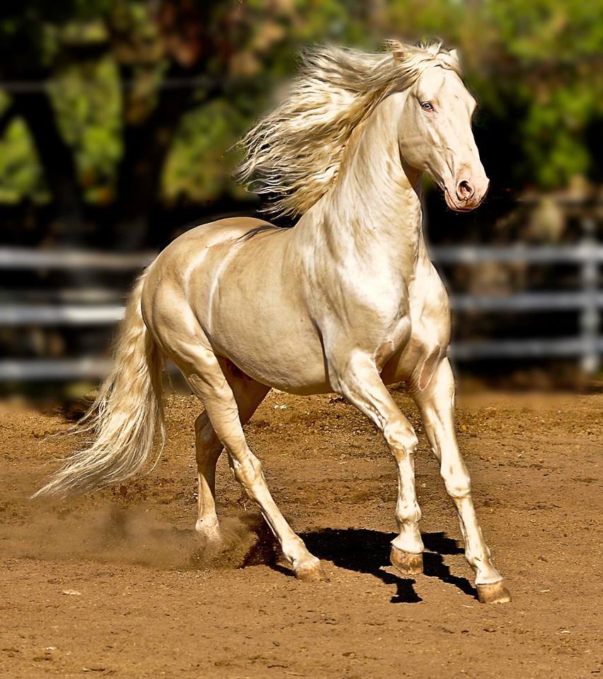 Los Akhal-Teke: un caballo que parece salido de un cuento de hadas