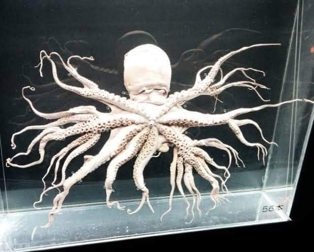 El misterioso pulpo con 96 tentáculos