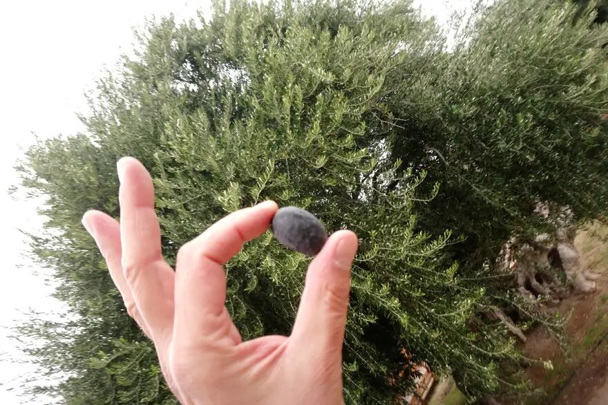 El olivo de Vouves: uno de los árboles más antiguos del mundo que sigue dando frutos